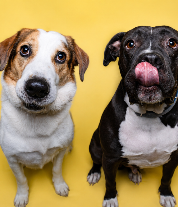 Two Dogs Chilling and Sitting