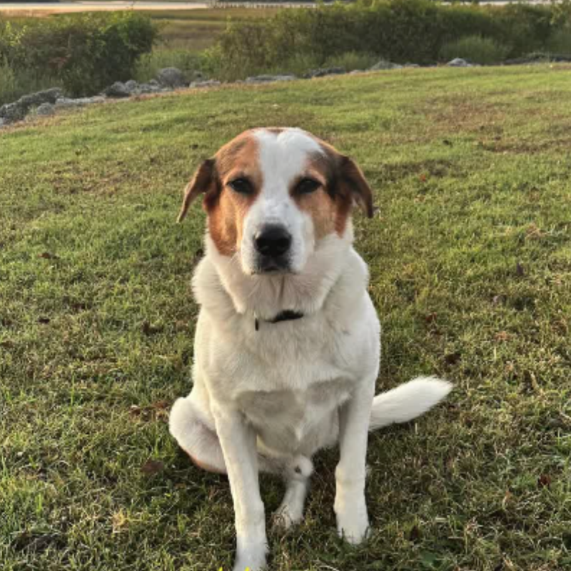 Dog Instagram Post