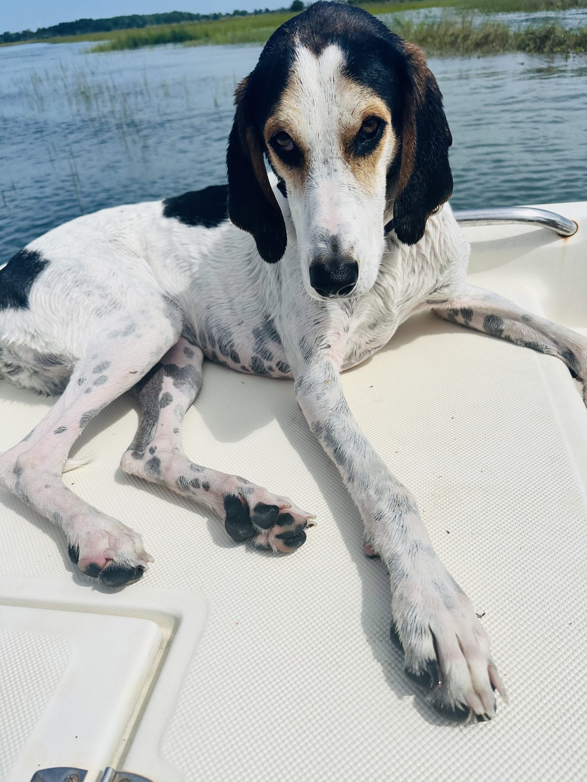 Rosie on the boat