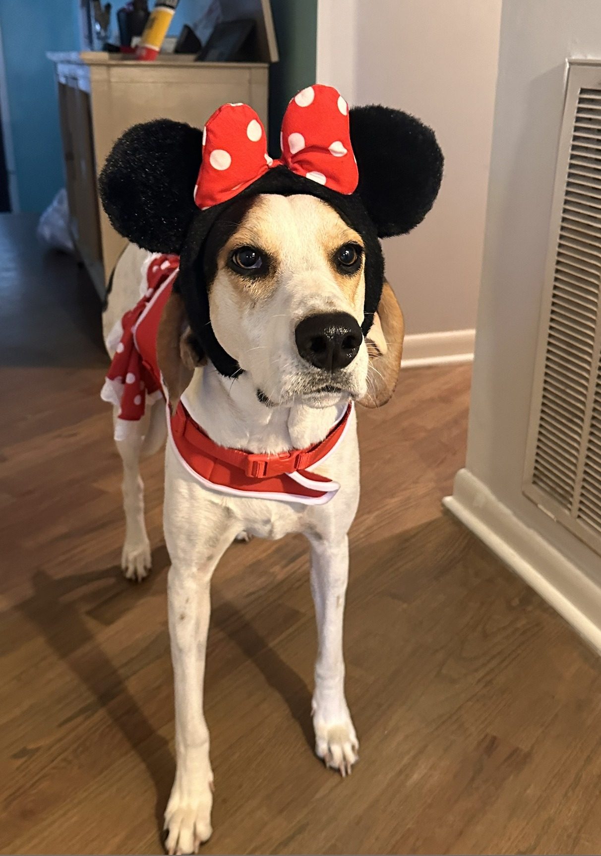 Rosie in her Minnie ears