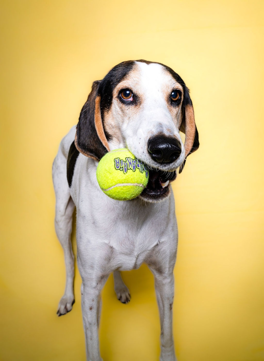 Rosie with her tennis ball